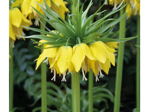 Fritillaria imper. 'Lutea'