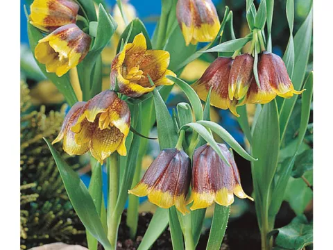 Fritillaria 'Michailovsky'