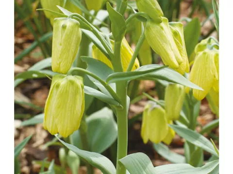 Fritillaria 'Pallidiflora'