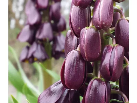 Fritillaria persica 'Purple Dynamite'