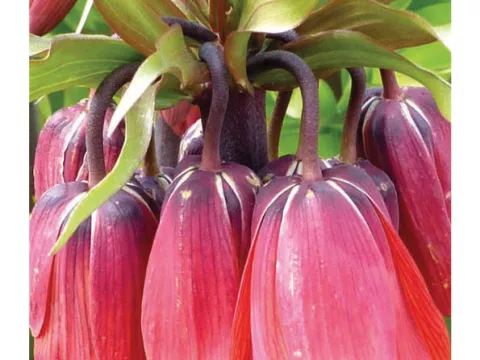 Fritillaria imper. 'Red Beauty'