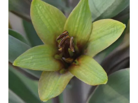 Fritillaria sewerzowii