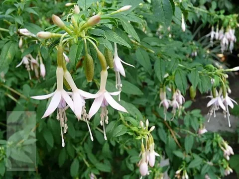 Fuchsia magellanica 'Alba' (var. molinae)