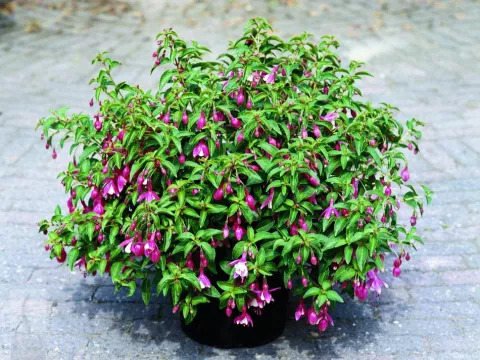 Fuchsia 'Lady Thumb'