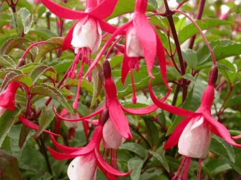 Fuchsia 'Madame Cornelissen'