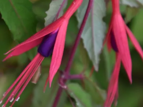 Fuchsia 'Riccartonii'