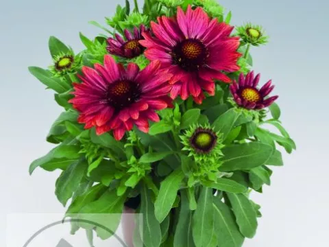 Gaillardia aristata 'Arizona Red Shades'
