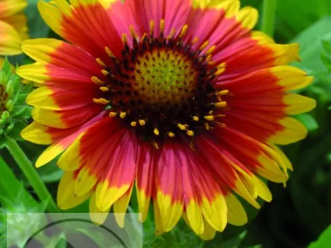 Gaillardia aristata 'Arizona Sun'