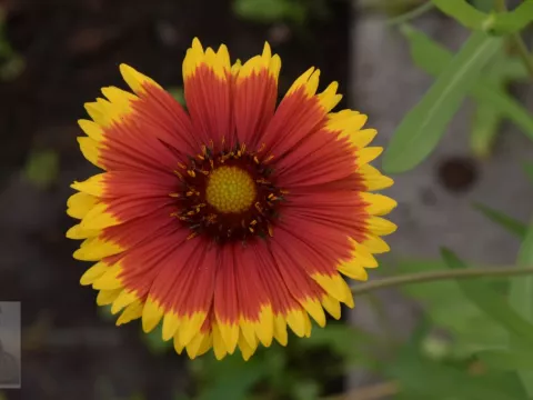 Gaillardia 'Bremen'