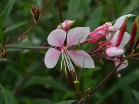 Gaura lindh. 'Cherry Brandy'