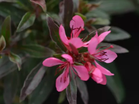 Gaura lindh. 'Crimson Butterfly'