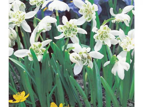 Galanthus nivalis 'Flore Pleno'