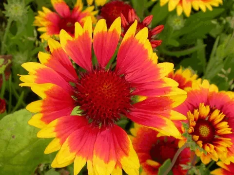 Gaillardia 'Kobold' ('Goblin')