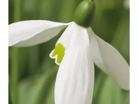 Galanthus 'Mount Everest'
