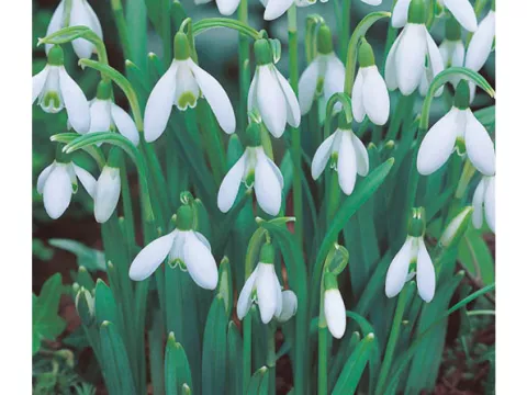 Galanthus nivalis