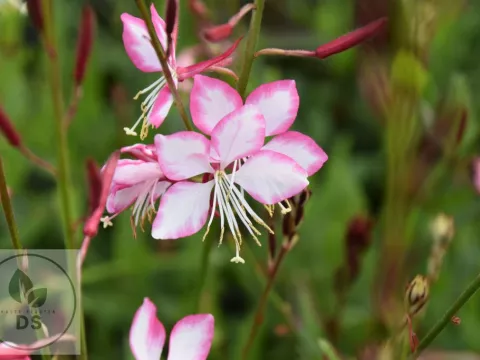 Gaura lindh. 'Rosy Jane'