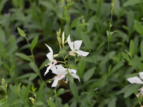Gaura lindh. 'Short Form'
