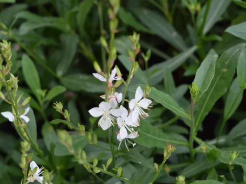 Gaura lindh. 'Snowstorm'