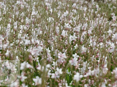 Gaura lindh. 'Whirling Butterflies'
