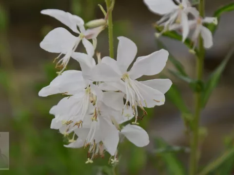 Gaura lindh. 'White Dove'