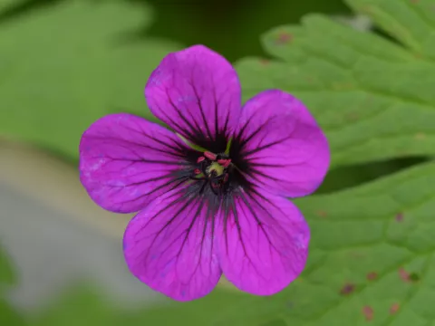 Geranium hybr. 'Ann Folkard'