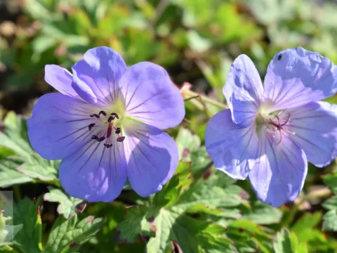 Geranium hybr. 'Azure Rush'