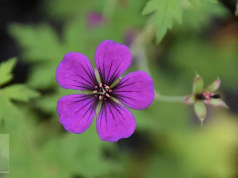 Geranium hybr. 'Anne Thomson'