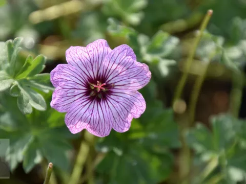 Geranium cinereum 'Ballerina'