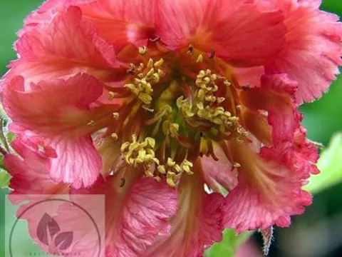 Geum 'Bell Bank'