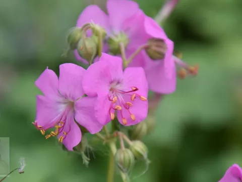 Geranium cant. 'Bergarten'