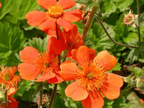 Geum cocc. 'Borisii'