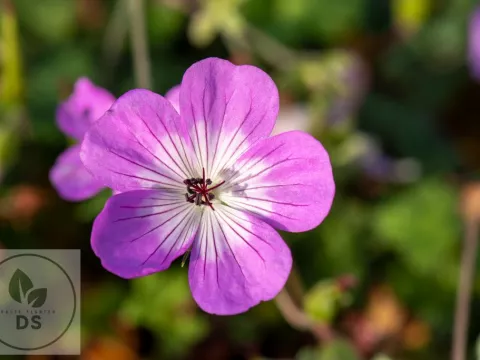 Geranium hybr. 'Bloom Time'