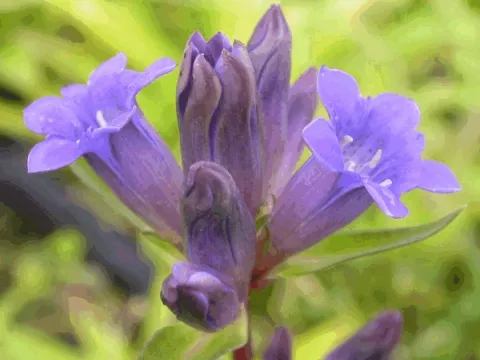 Gentiana dahurica