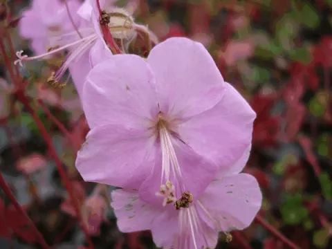 Geranium dalmaticum