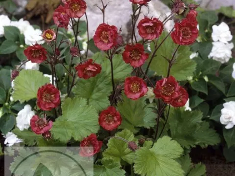 Geum rivale 'Flames of Passion'