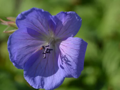 Geranium himalayense