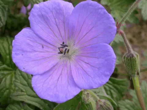 Geranium himalayense 'Irish Blue'