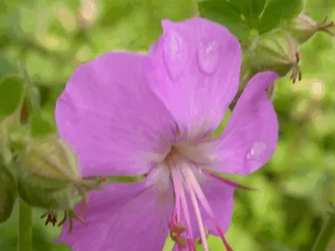 Geranium cant. 'Karmina'