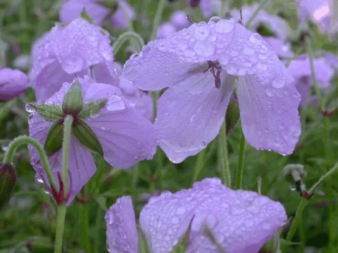 Geranium clarkei 'Kashmir Pink'