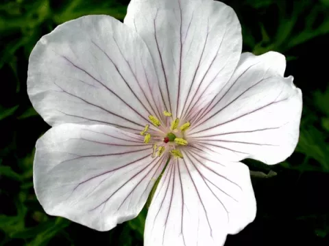 Geranium clarkei 'Kashmir White'