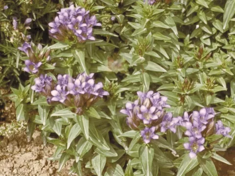 Gentiana septemfida var. lagodechiana