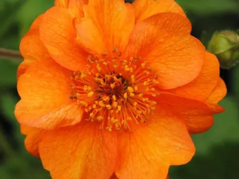 Geum 'Prinses Juliana'