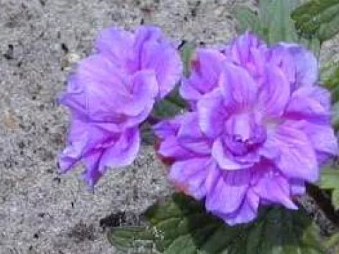 Geranium himalayense 'Plenum'