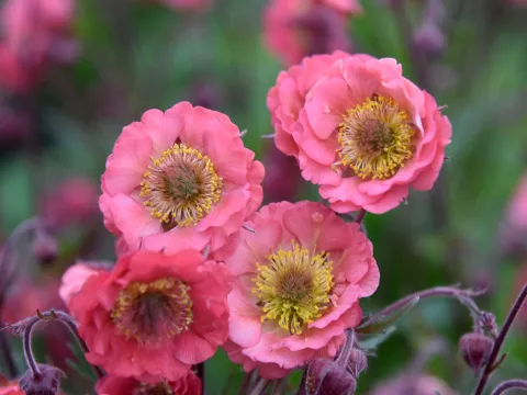 Geum 'Pink Petticoats'