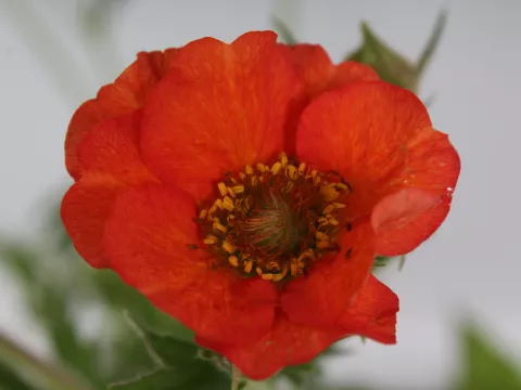 Geum 'Scarlet Tempest'