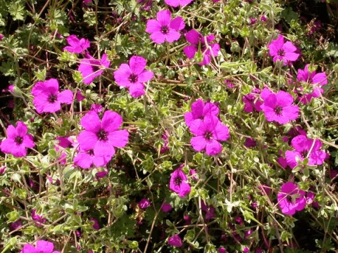 Geranium cinereum var. subcaulescens