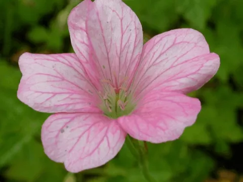 Geranium endr. 'Wargrave Pink'