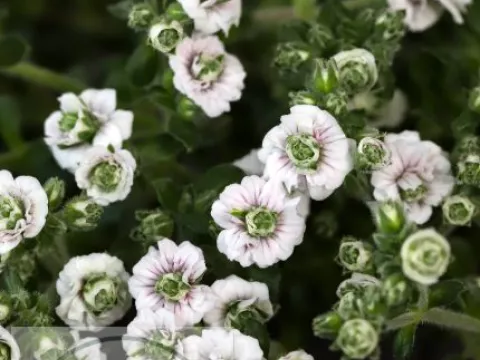 Gypsophila cer. 'Plena'