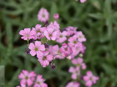 Gypsophila rep. 'Rosea'