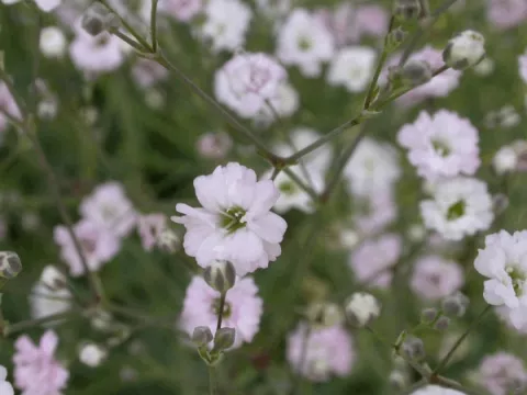 Gypsophila 'Rosenschleier'
